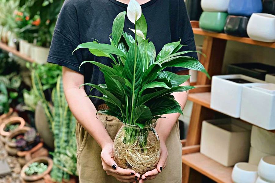 CÁC LOẠI CÂY THỦY SINH DỄ TRỒNG TRONG NHÀ GIÚP LỌC KHÔNG KHÍ